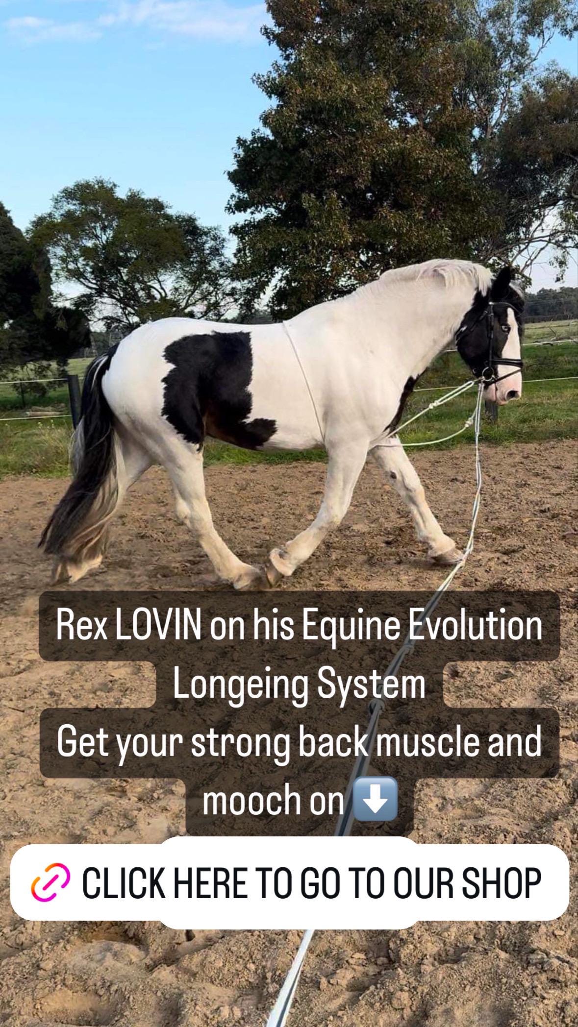 Equine Evolution Longeing System