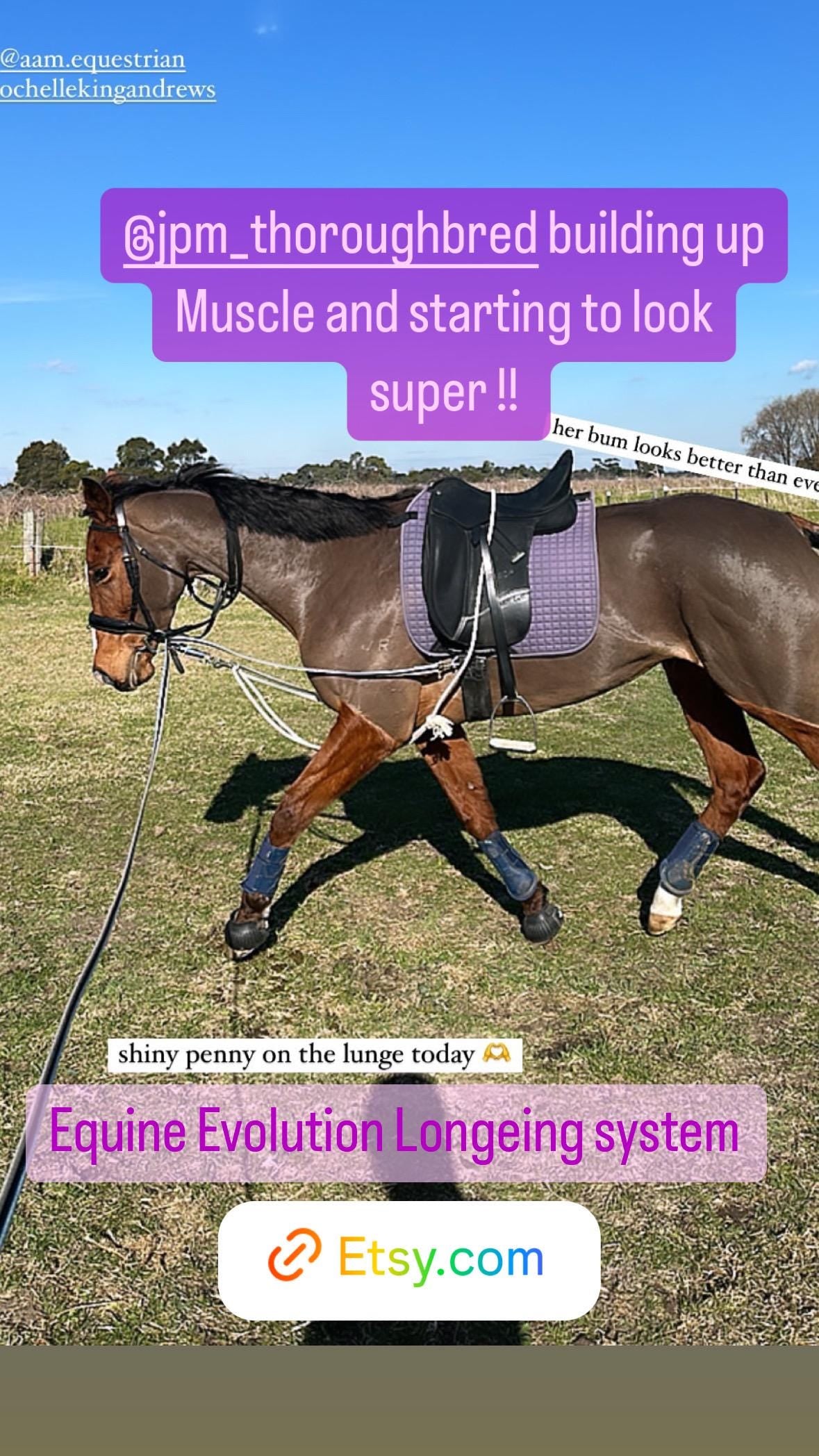 Equine Evolution Longeing System