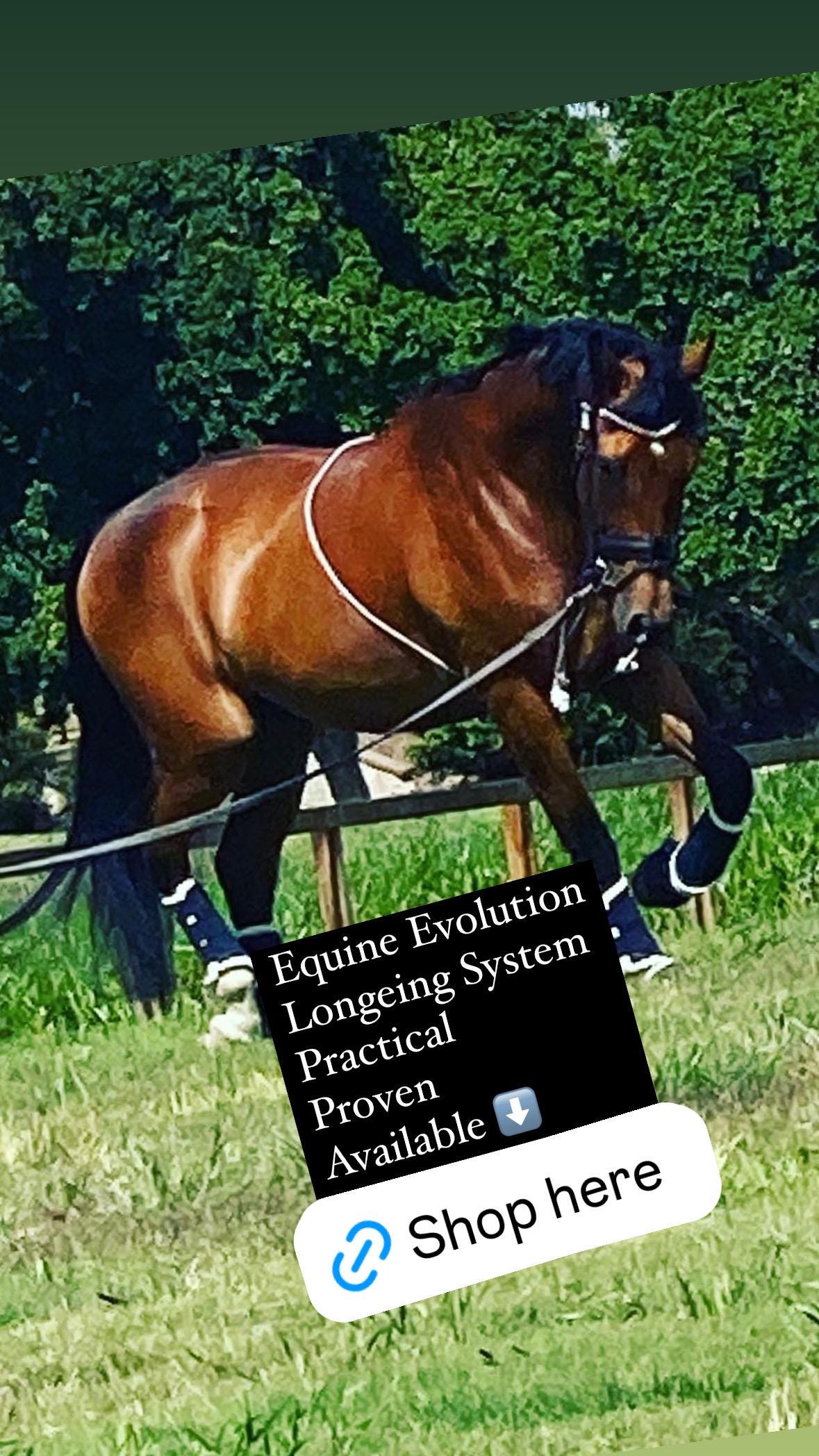 Equine Evolution Longeing System