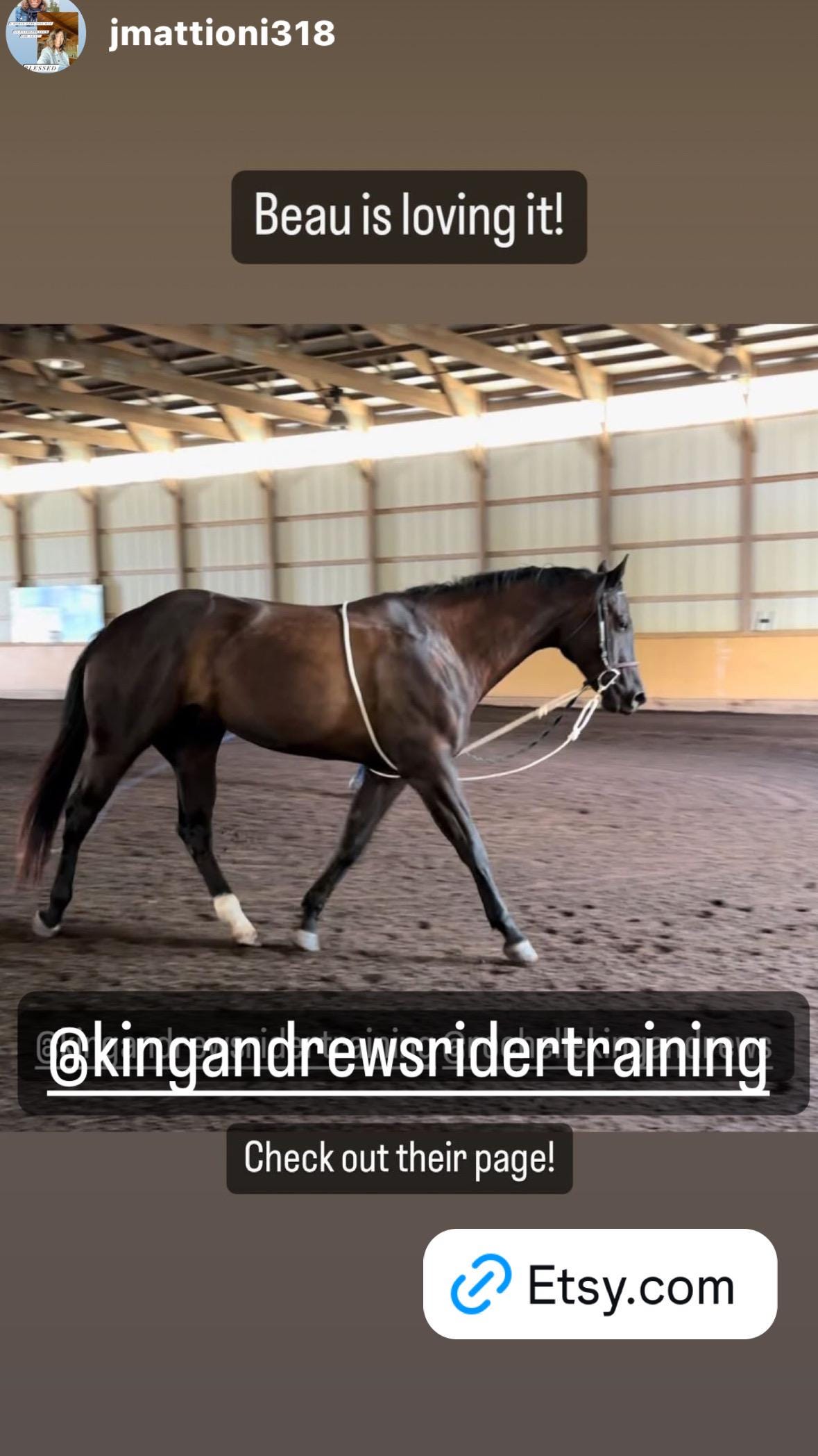 Equine Evolution Longeing System