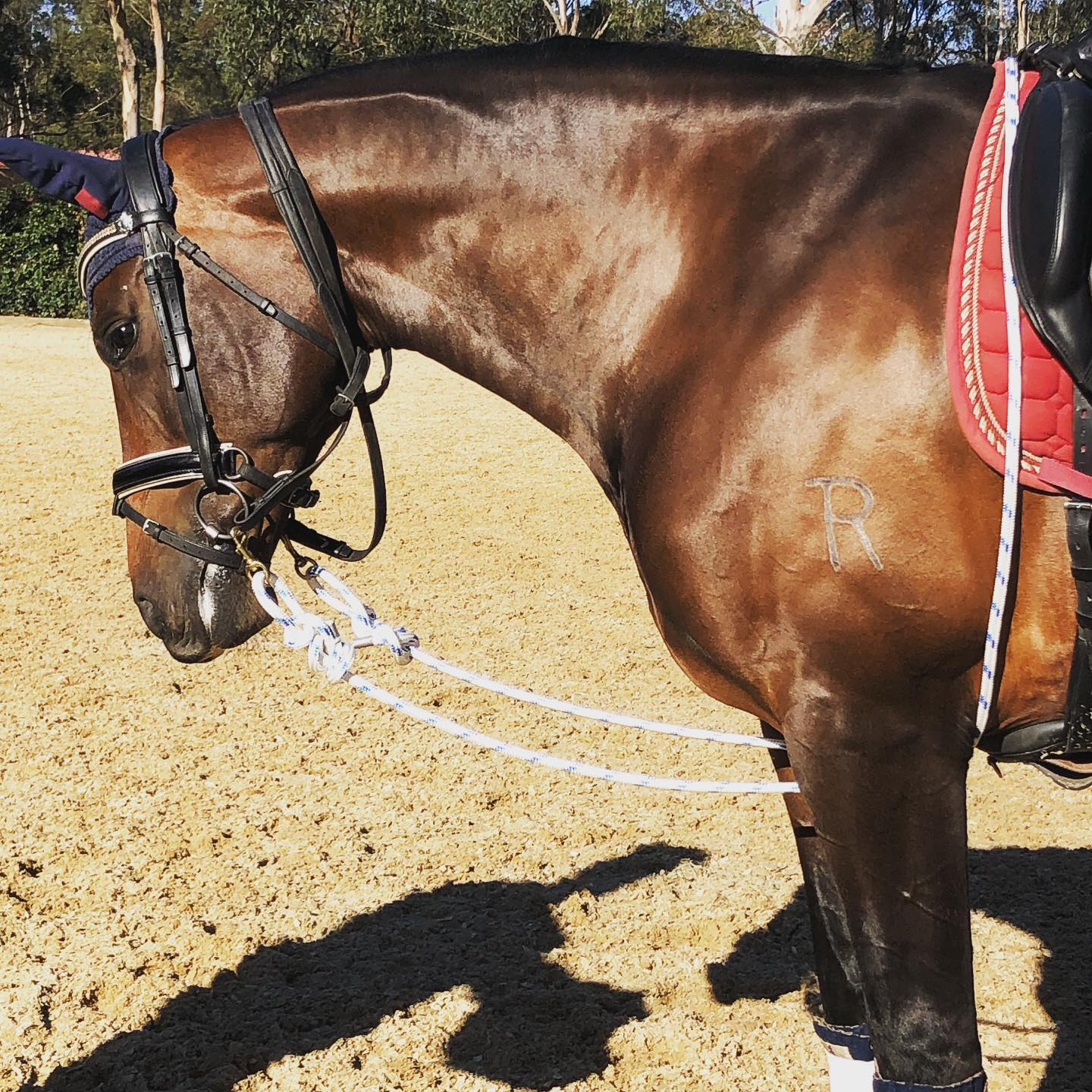 Equine Evolution Longeing System