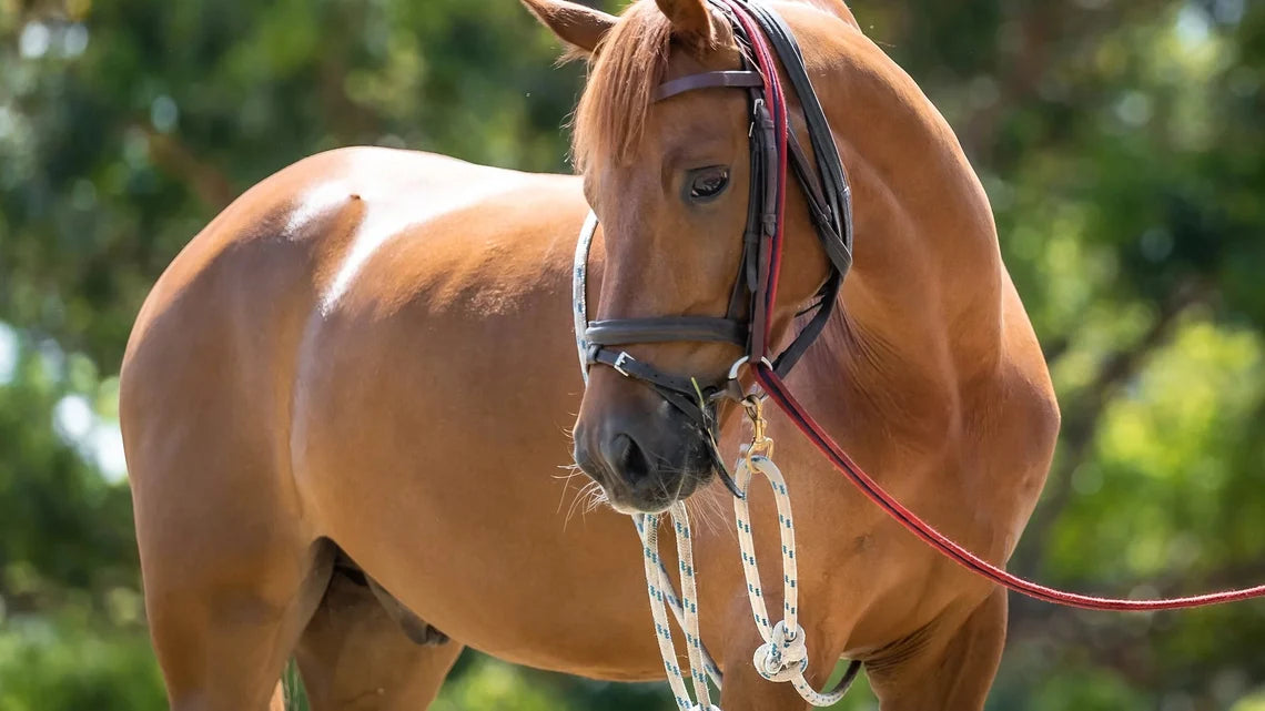 Equine Evolution Longeing System